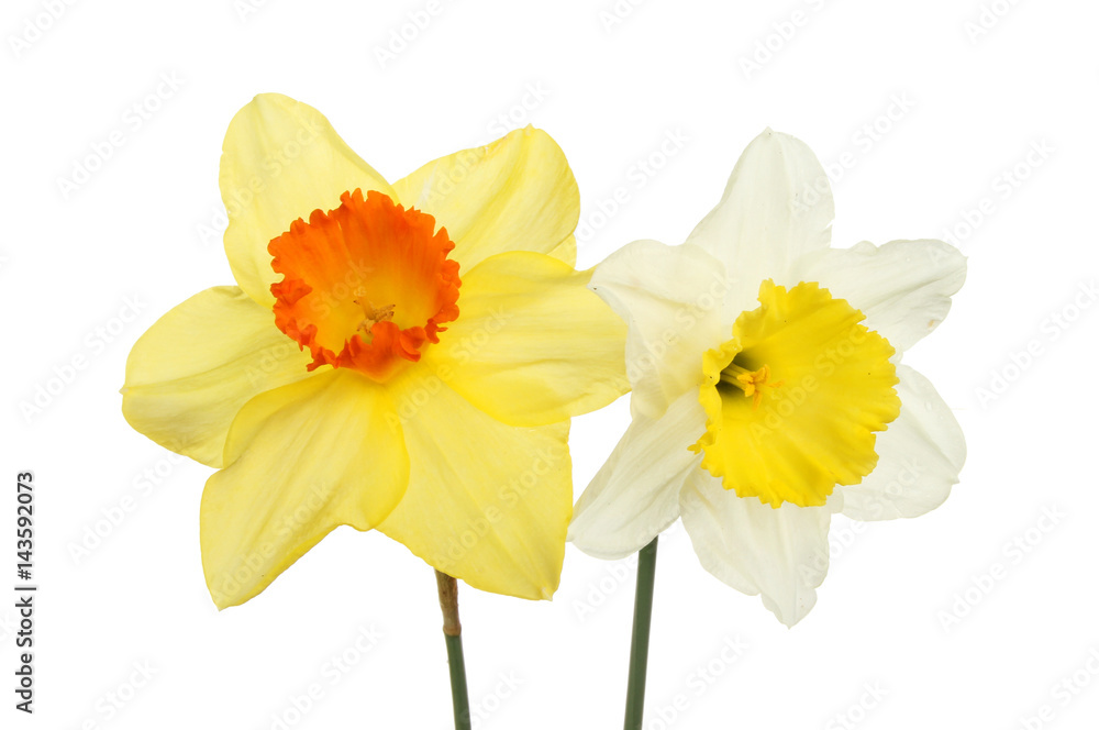 Two Daffodils Two Daffodils