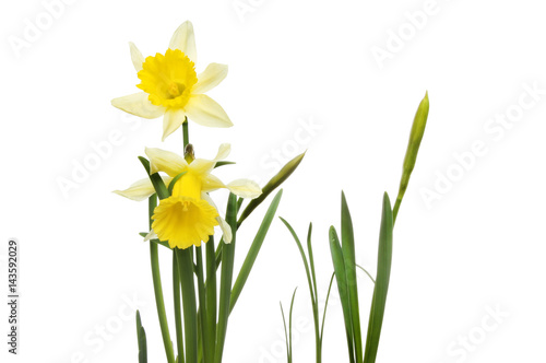 Daffodil flowers and foliage