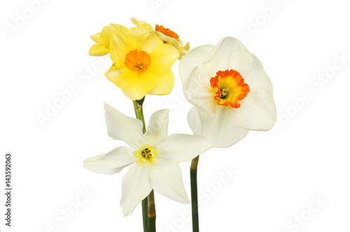 Three diferent Daffodil flowers