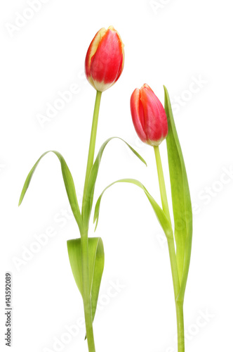 Two Tulip flowers