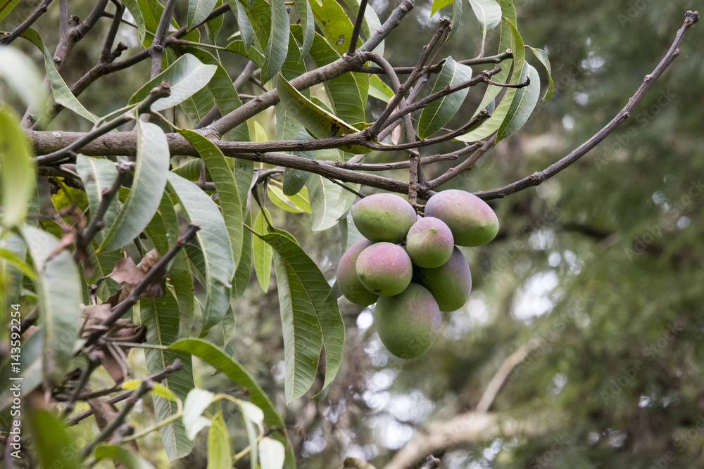 Fresh mangos on tree