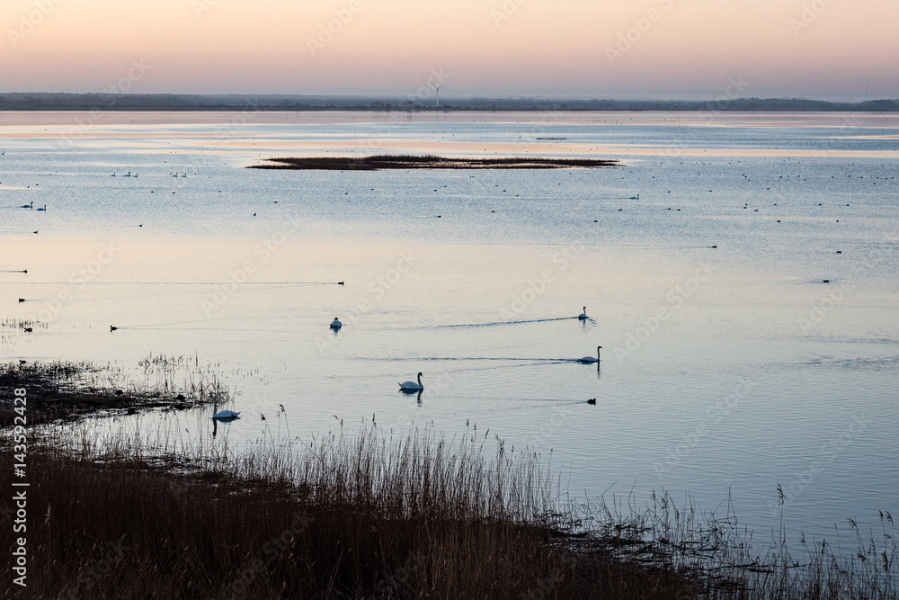 birds nesting in lake in sunrise