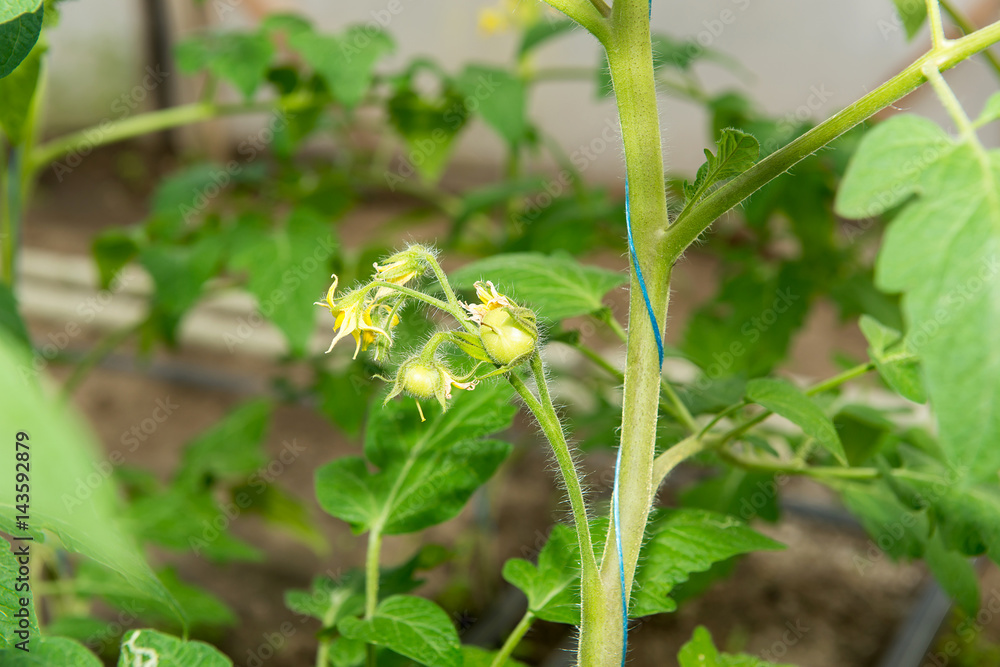 Tomato seedling before planting into the soil, greenhouse plants, drip irrigation, greenhouse cultivation of tomatoes in agriculture, hard-working farmer hands Tomato seedling before planting into the soil, greenhouse plants, drip irrigation, greenhouse cultivation of tomatoes in agriculture, hard-working farmer hands