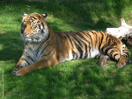 Tiger relaxing in sun