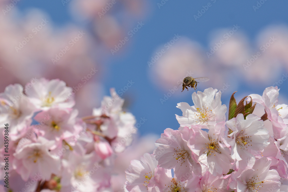 Insekten in der japanischen Kirschblüte Insekten in der japanischen Kirschblüte