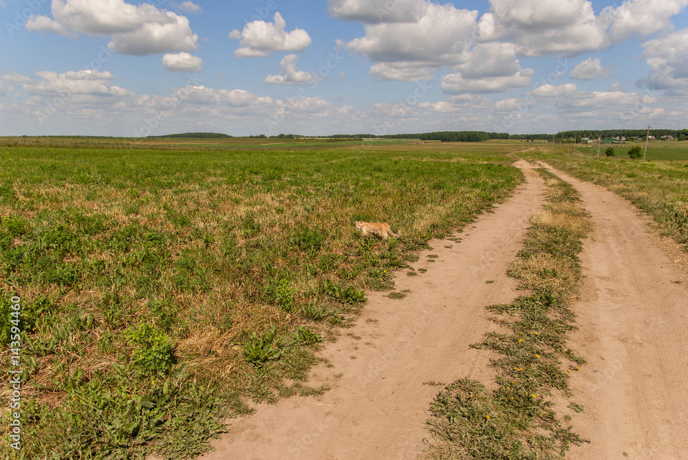 Road among the fields 