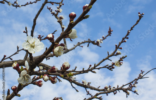 Flowering apricot branch