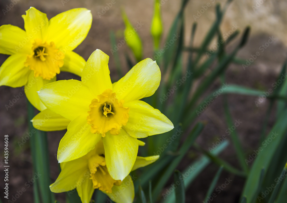 Yellow flower background Yellow flower background