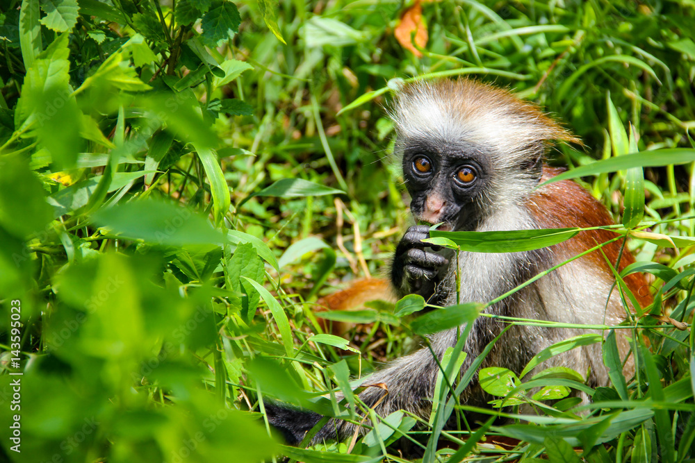 Fototapeta premium Monkey red colobus Kirk, endemic species, Jozani forest, Zanzibar