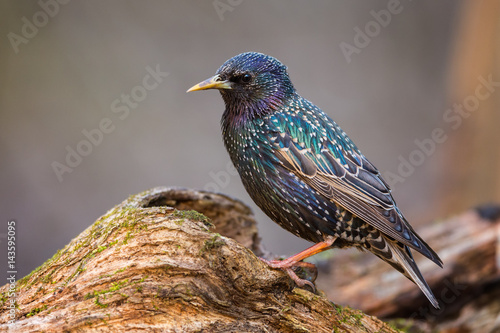 The Starling on the Perch photo