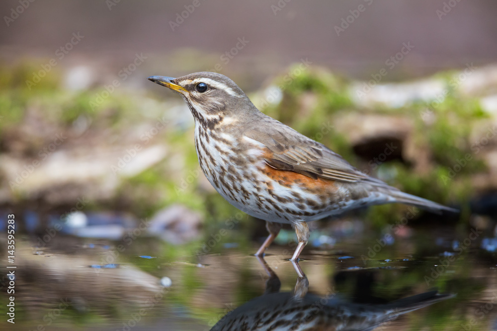 The Redwing on the Watering The Redwing on the Watering
