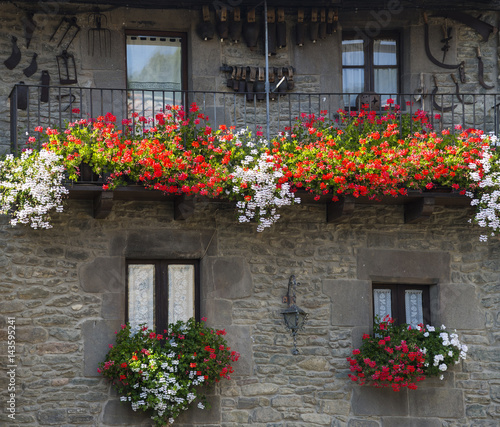 Windows with large red and white flowers of pelargonium