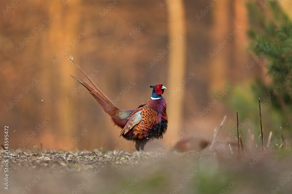 Fototapeta premium bażant pospolity, phasianus colchicus, republika czeska