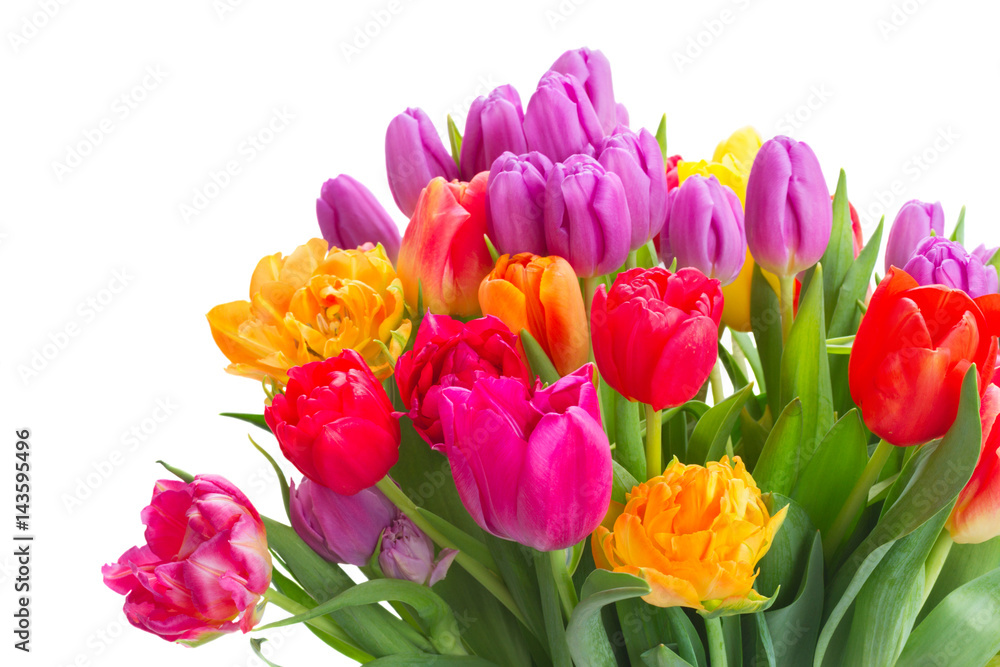 bouquet of bright spring tulips close up isolated on white background bouquet of bright spring tulips close up isolated on white background
