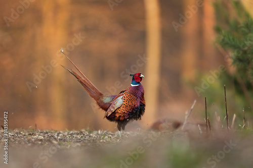 Wallpaper Mural common pheasant, phasianus colchicus, Czech republic Torontodigital.ca