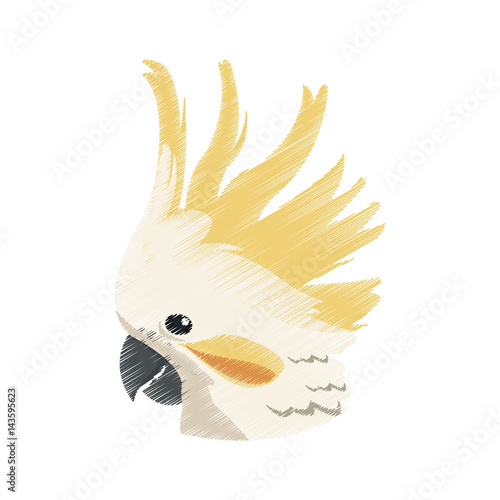 cockatoo exotic bird icon image vector illustration design 