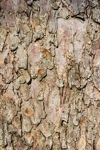 Bark of the tree, wooden texture, close-up. © O.Farion