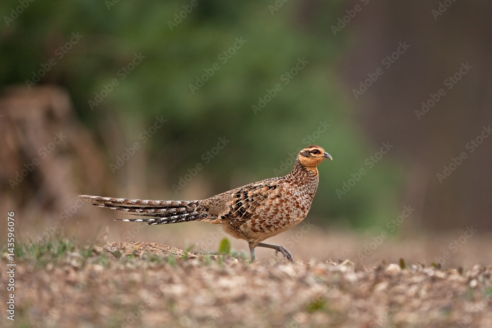 common pheasant, phasianus colchicus, Czech republic common pheasant, phasianus colchicus, Czech republic