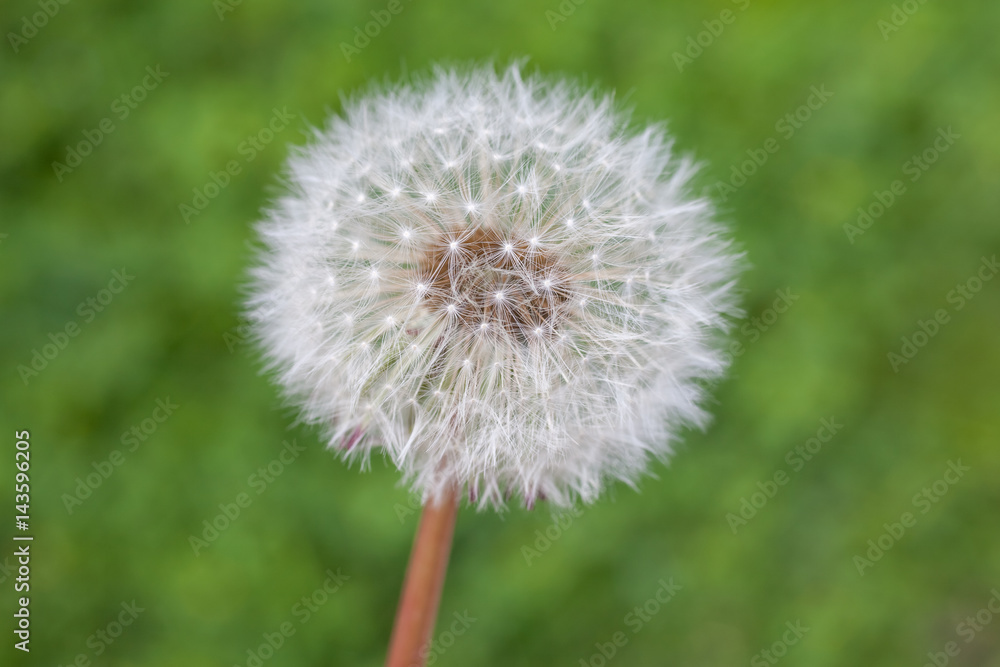 Obraz premium Dandelion in spring time, nature, flora