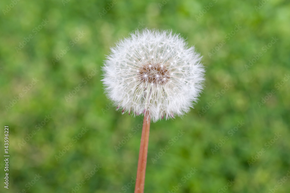 Dandelion in spring time, nature, flora Dandelion in spring time, nature, flora