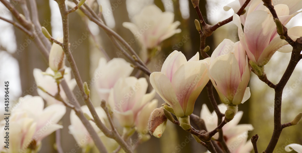 Branch of a blossoming white magnolia closeup