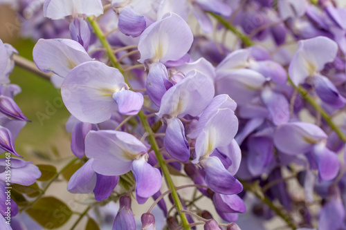 closeup of a beautiful cascade of wisteria flowers