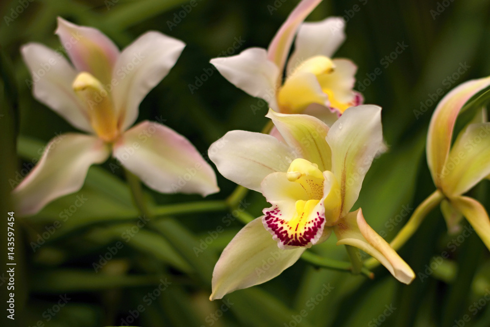 Fototapeta premium Beautiful blooming orchid in the greenhouse