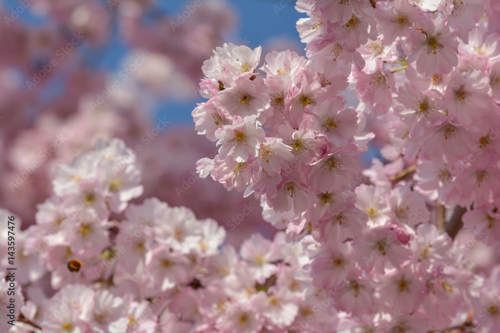 Fototapeta premium Insekten in der japanischen Kirschblüte
