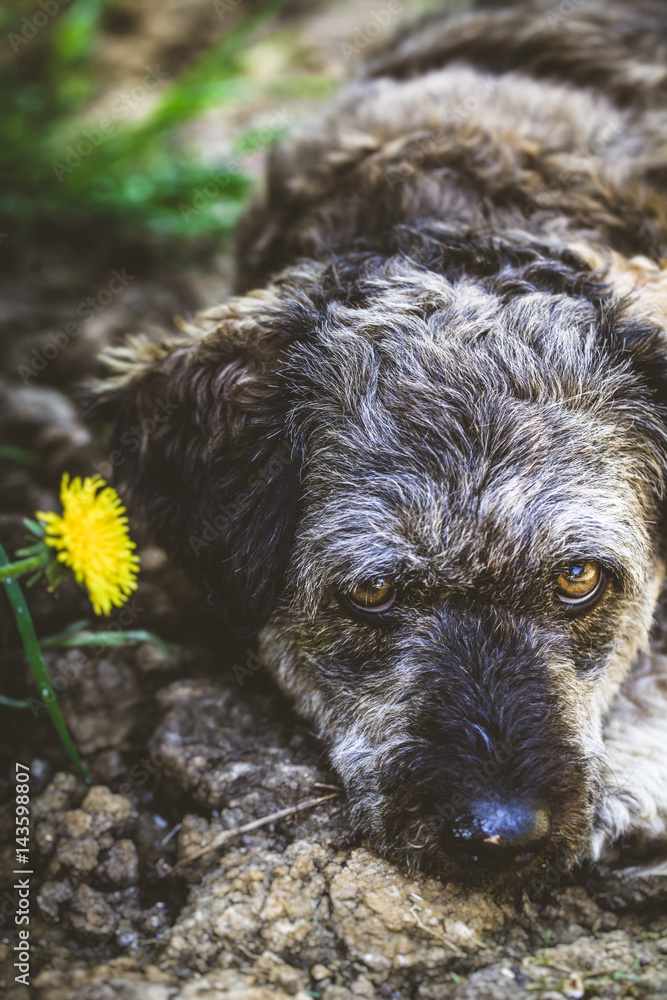 Fototapeta premium Small dog in garden