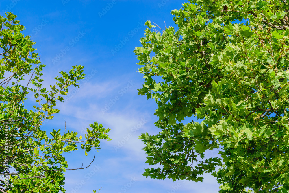 Fototapeta premium Blue sky between two spring trees