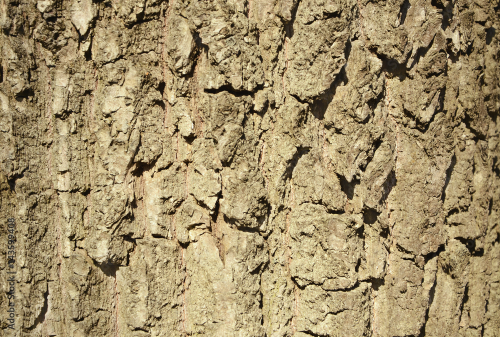 Detail of oak tree bark. Texture macro Detail of oak tree bark. Texture macro