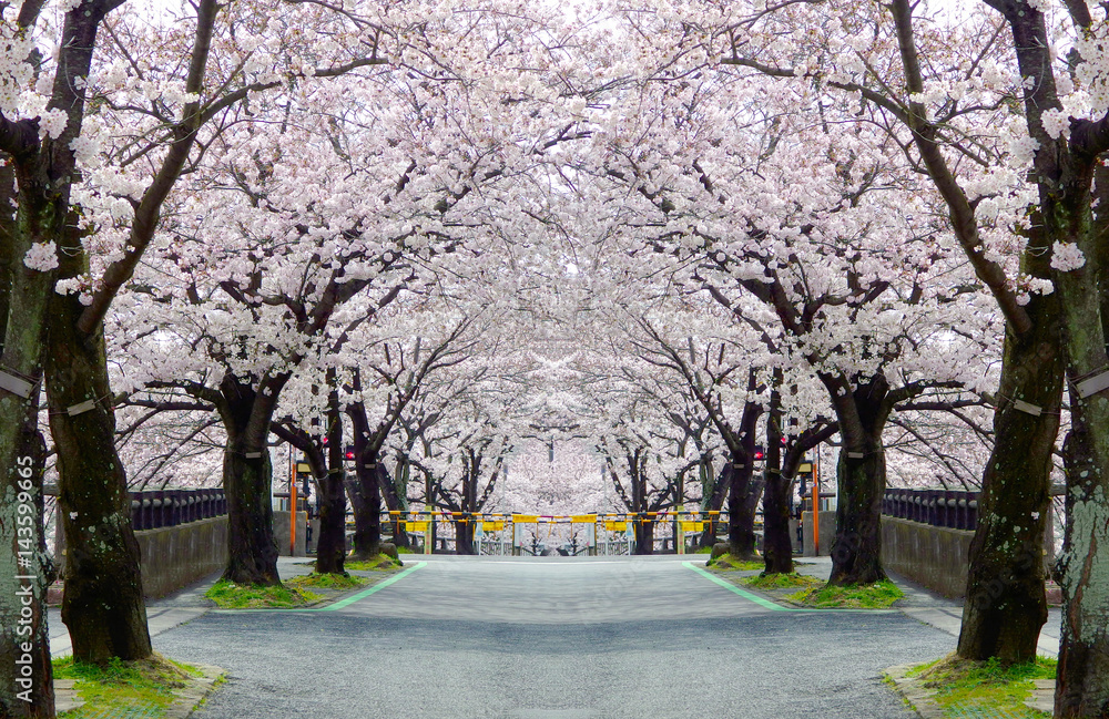 japanese cherry blossoms tunnel in tokyo