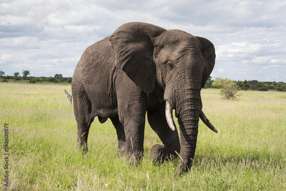 African Elephant Walking through the Savannah