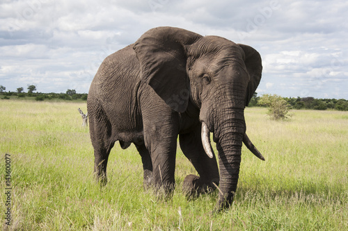 African Elephant Walking through the Savannah