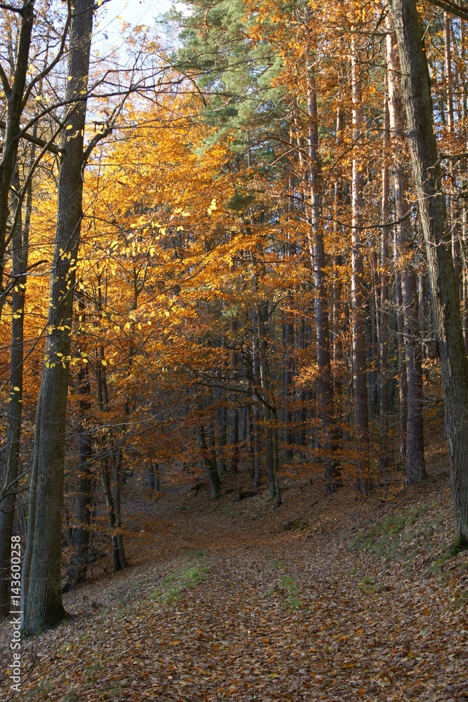 Fototapeta premium Las polski jesienią