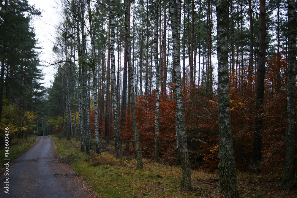 Fototapeta premium Droga leśna