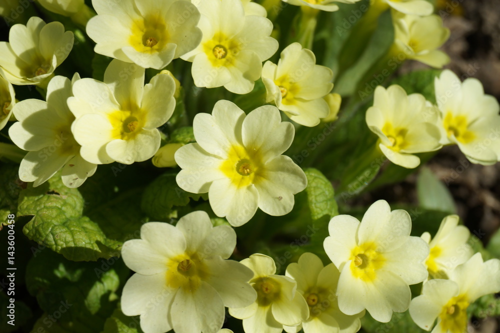 Fototapeta premium Yellow primula flowers in garden