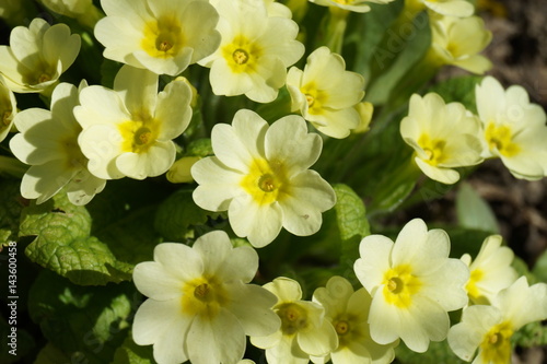 Yellow primula flowers in garden
