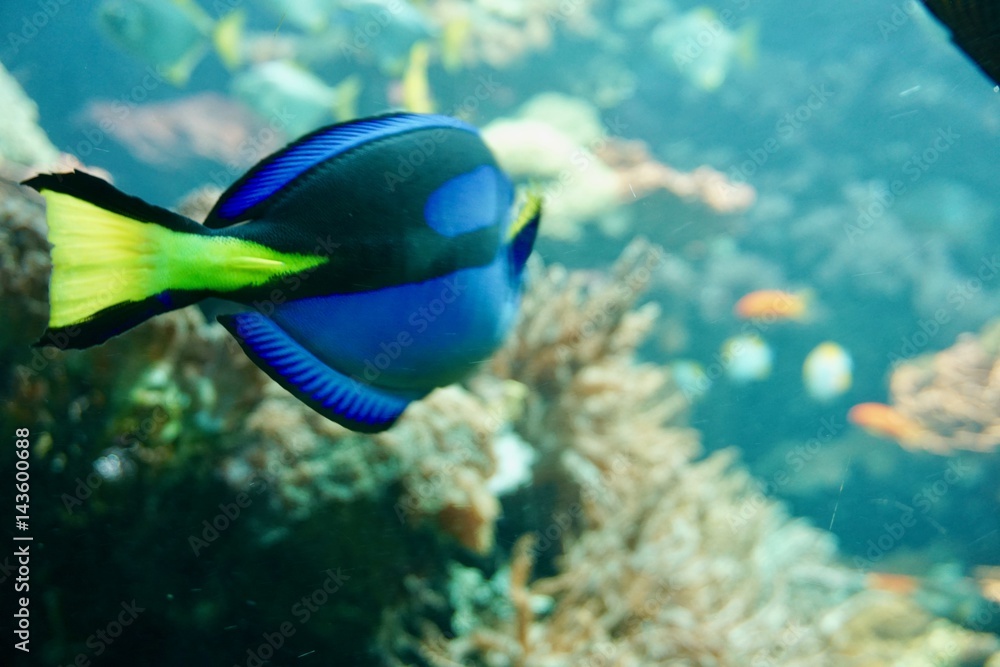 Fototapeta premium bunter Fisch im Wasser