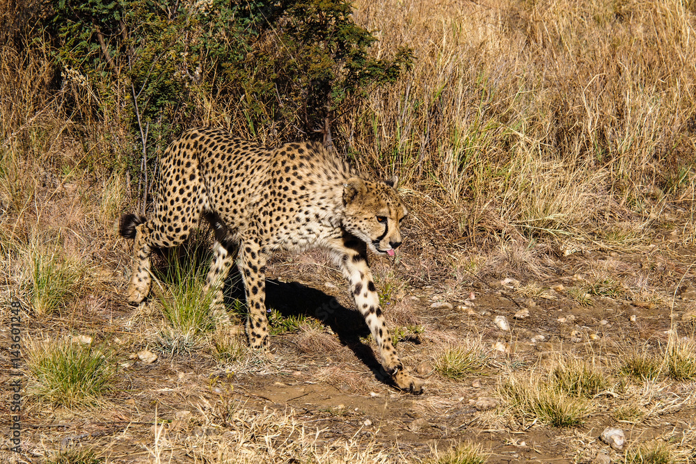 Naklejka premium Namibia - Gepard beim Game Drive