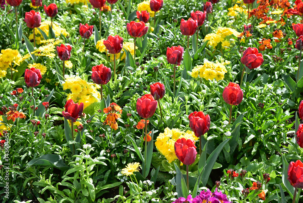 Tulipes rouges et primevères jaunes au jardin au printemps