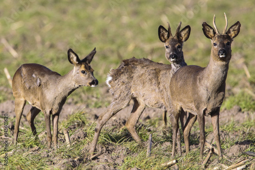 Rehe auf einem Maisstoppel