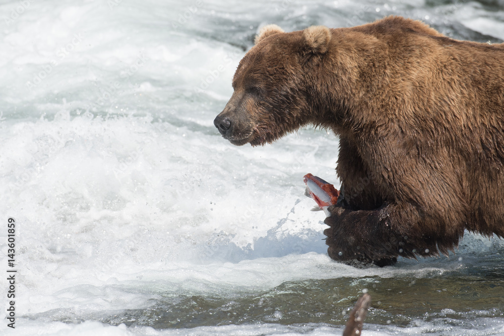 Alaskan brown bear with salmon Alaskan brown bear with salmon