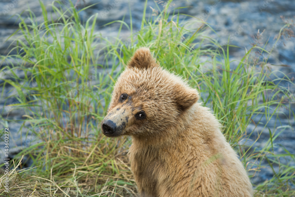 Fototapeta premium Alaskan brown bear cub
