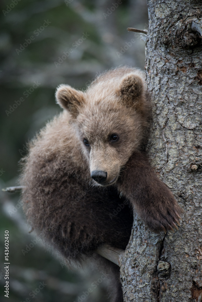 Fototapeta premium Cute Alaskan brown bear cub