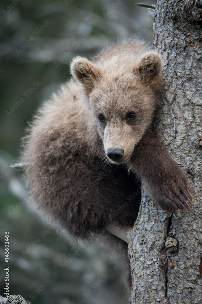 Obraz premium Cute Alaskan brown bear cub