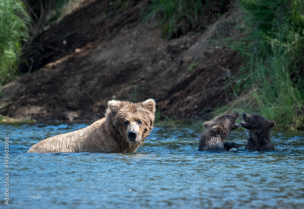 Fototapeta premium Alaskan brown bear sow and two cubs