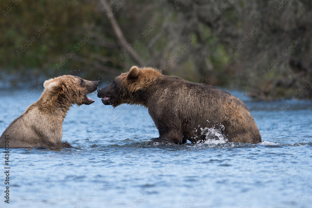 Two Alaskan brown bears playing Two Alaskan brown bears playing