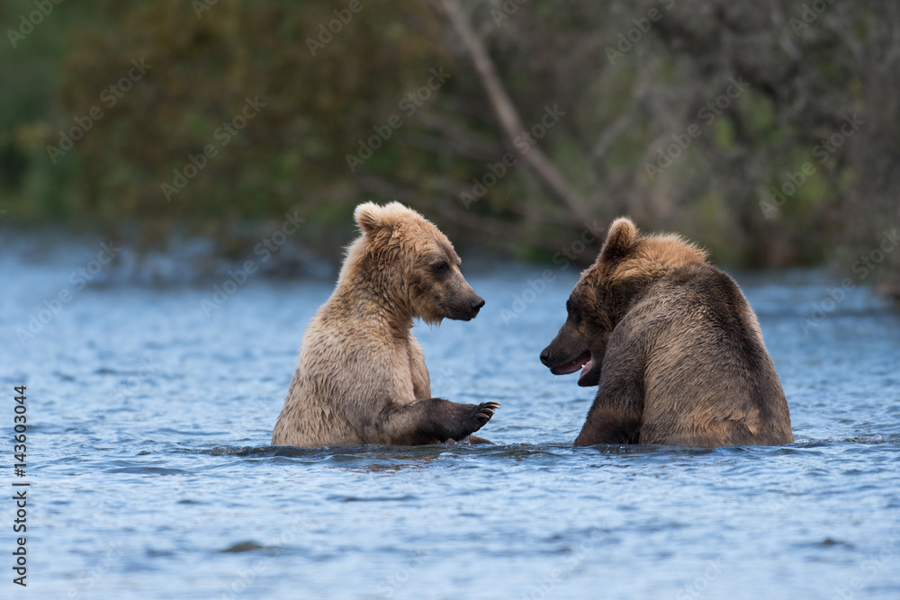Fototapeta premium Two Alaskan brown bears playing
