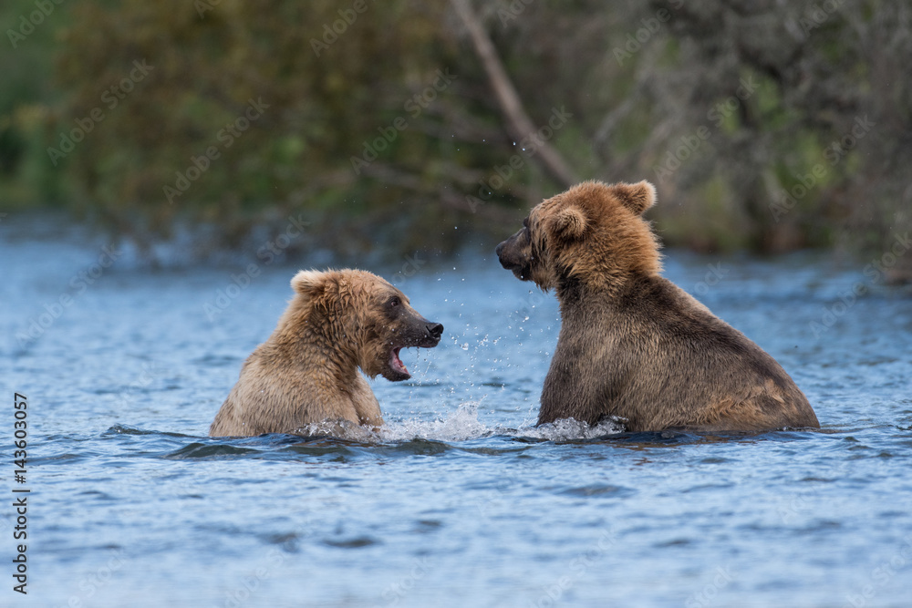 Fototapeta premium Two Alaskan brown bears playing